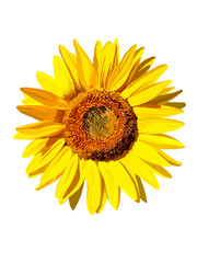 Fototapeta premium ひまわり（正面向き）花のみ