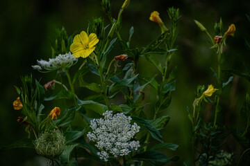 Wild flowers in a meadow in summer.
