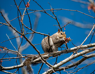 squirrel on a branch