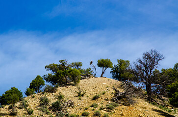 bald eagle on a mountain