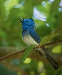black naped monarch