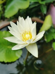 white lotus, Lotus is a biennial aquatic plant. grows from the trunk with petioles sent up to grow under the water surface or above water.