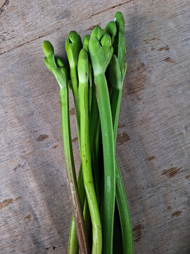 This plant is a vegetable. the local name is Vegetable Genjer. usually live in the water. These leaves can be made good food. Close-up.
