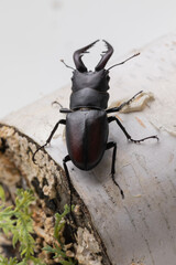 クワガタ　stag beetle