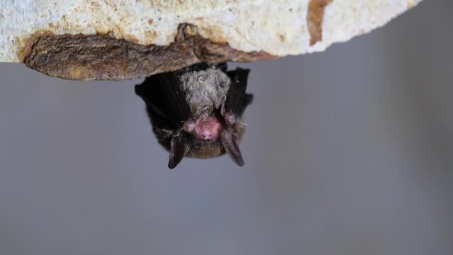 Sleeping while hanging on the side of the cave, Kitti&rsquo;s hog-nosed bat, Bumblebee bat, Craseonycteris thonglongyai