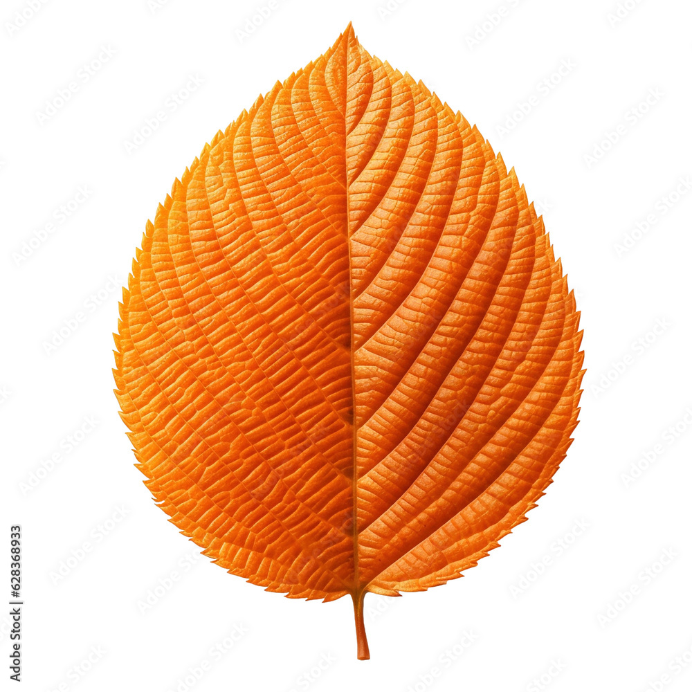 Wall mural orange leaf isolated on transparent background,