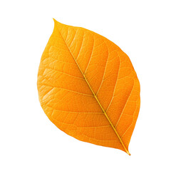 Orange leaf isolated on transparent background