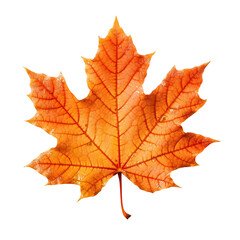 Orange maple leaf isolated on transparent background