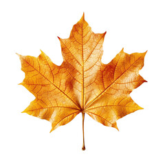 Orange maple leaf isolated on transparent background