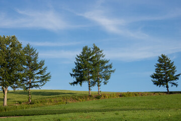 夏の丘の牧草畑と青空
