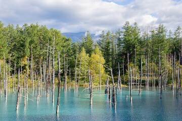 水面に映る雑木林　青い池
