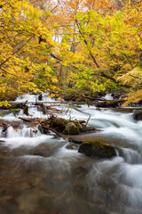 秋の森を流れる渓流　奥入瀬渓流
