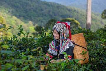 Hill tribe Asian woman in traditional clothes collecting tea leaves with basket in tea plantations terrace, Chiang mai, Thailand collect tea leaves