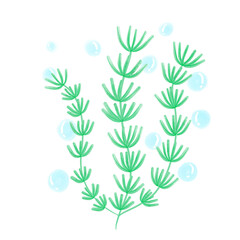 Seaweed 