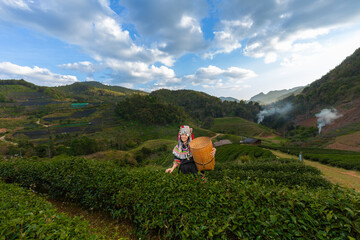 Fototapeta na wymiar Hill tribe Asian woman in traditional clothes collecting tea leaves with basket in tea plantations terrace, Chiang mai, Thailand collect tea leaves