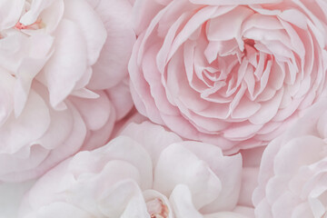 Pale pink roses. Soft focus. Macro flowers background for holiday design.