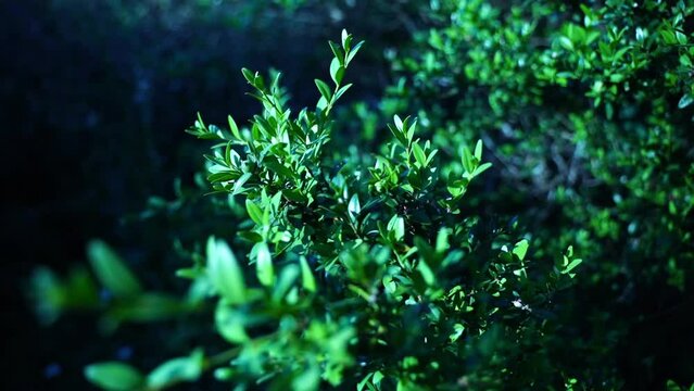 boxwood bush in france in good weather