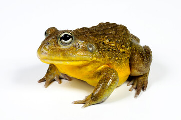 Fototapeta premium African bullfrog // Afrikanischer Ochsenfrosch (Pyxicephalus adspersus)