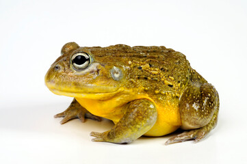 African bullfrog // Afrikanischer Ochsenfrosch (Pyxicephalus adspersus)