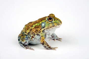 African bullfrog // Afrikanischer Ochsenfrosch (Pyxicephalus adspersus)