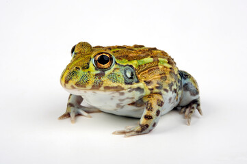 Fototapeta premium African bullfrog // Afrikanischer Ochsenfrosch (Pyxicephalus adspersus)