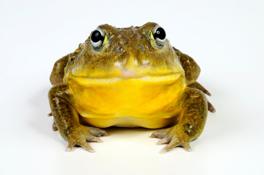 African bullfrog // Afrikanischer Ochsenfrosch (Pyxicephalus adspersus)