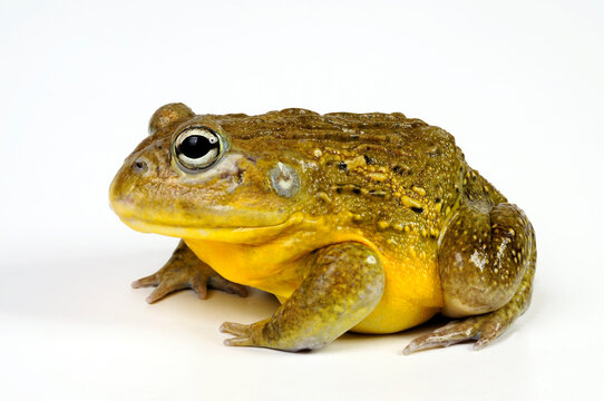 African bullfrog // Afrikanischer Ochsenfrosch (Pyxicephalus adspersus)