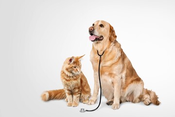 Cute smart dog and domestic cat and stethoscope