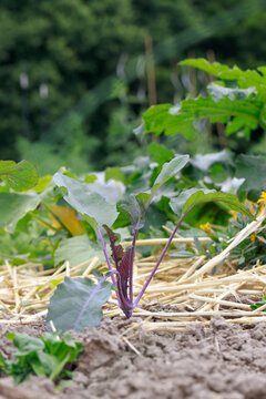Junge blaue Kohlrabipflanez im gemulchten Gem&uuml;sebeet