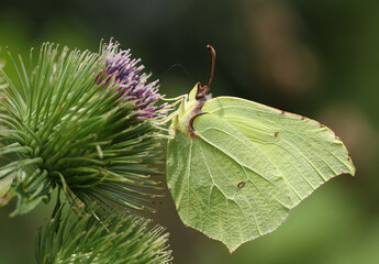 A pretty Brimstone Butterfly, Gonepteryx rhamni, nectaring from a Greater Burdock wildflower.