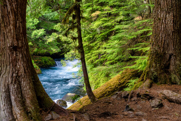 Waterfall in Oregon Forest in the Cascades with River and Bridge