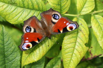 A Peacock Butterfly, Aglais io, resting on a leaf.