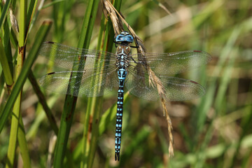 A rare male Southern Migrant Hawker Dragonfly, Aeshna affinis, perching on grass seeds in the UK.