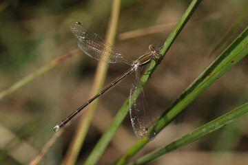 A rare male Southern Emerald Damselfly, Lestes barbarus, perching on a blade of grass.