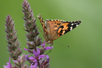 A beautiful Painted Lady Butterfly, Vanessa cardui, nectaring on  Purple-loosestrife.