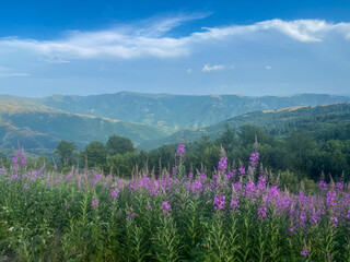 Fototapeta premium flowers in the mountains