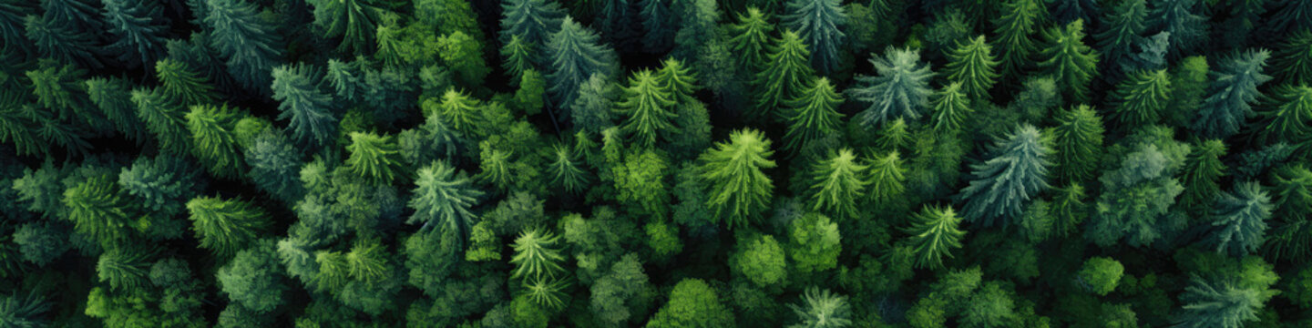 Dense Beautiful Green Forest, View From Above From The Drone. Panoramic Banner. Dense Green Forest, Panoramic View From Above, Drone View, Beautiful Forest, Panoramic Banner