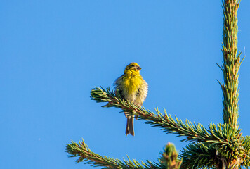 A close-up of a European Serin bird (Serinus serinus) sitting on a branch