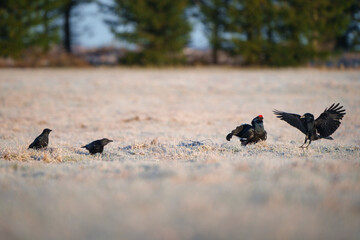 The black grouse - Lyrurus tetrix, also known as northern black grouse, Eurasian black grouse, blackgame or blackcock