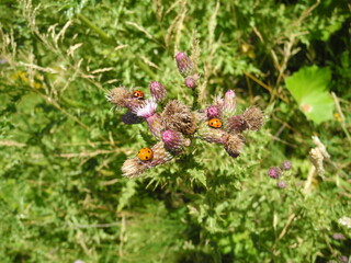Drei Marienkäfer auf einem Distel