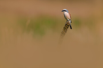 The red-backed shrike - Lanius collurio is a carnivorous passerine bird and member of the shrike family Laniida