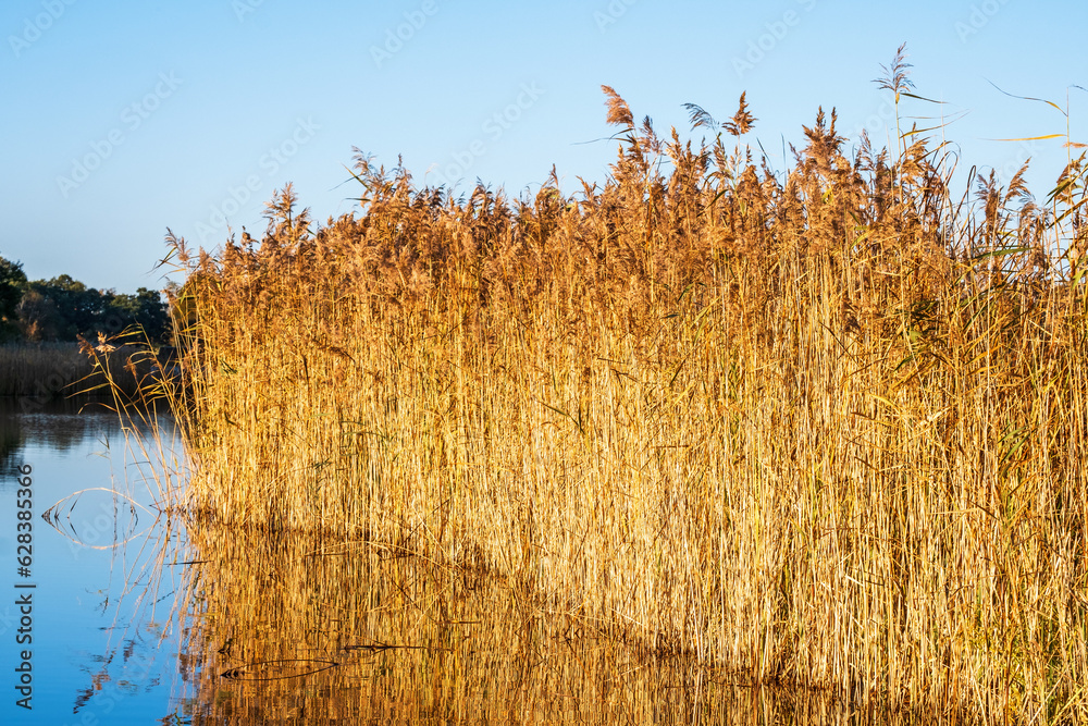 Poster Sunny reed bed in a lake