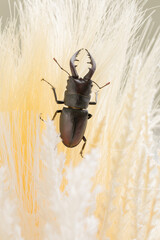 クワガタ　stag beetle