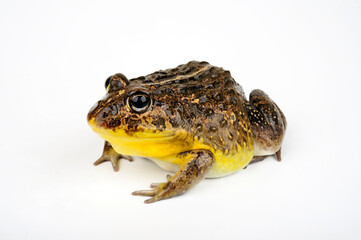 African bullfrog // Afrikanischer Ochsenfrosch (Pyxicephalus adspersus)