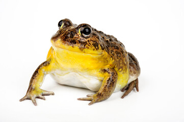 African bullfrog // Afrikanischer Ochsenfrosch (Pyxicephalus adspersus)