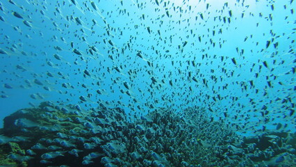 スキューバダイビング沖縄の海