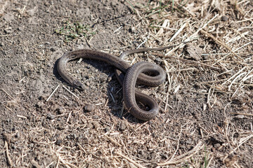 Dead snake on the ground, close-up of a snake in nature