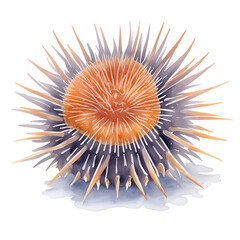 Sea urchin in cartoon style. Cute Little Cartoon Sea urchin isolated on white background. Watercolor drawing, hand-drawn Sea urchin in watercolor. For children's books, for cards, 