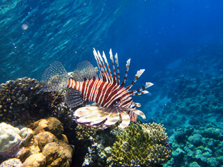 Beautiful lion fish swims on the red sea coral reef