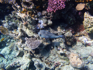 Beautiful and colorful inhabitants of the red sea coral reef